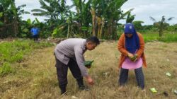 Aksi Bhabinkamtibmas Kawal Kedaulatan Pangan Nasional di NTB