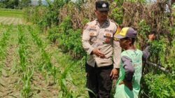 Strategi Humanis Bhabinkamtibmas Desa Labuapi Manfaatkan Pekarangan Rumah untuk Ketahanan Pangan Nasional