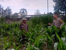 Ketahanan Pangan Nasional: Warga Labuapi Olah Lahan Tidur
