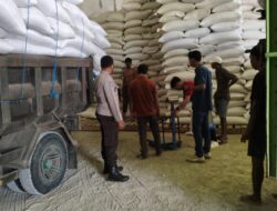 Berikan Rasa Aman bagi Petani, Personel Polsek Lembar Kawal Ketat Pengiriman Jagung Poktan Batu Rapat Jaya ke Gudang Bulog