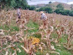 Kawal Swasembada Pangan, Polisi Sekotong Turun ke Ladang