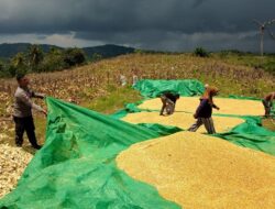 Sukseskan Program Asta Cita, Polsek Sekotong Dorong Petani Kedaro Jual Hasil Panen Langsung ke Bulog