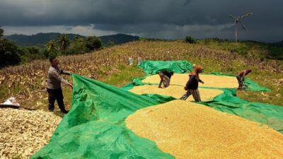 Sukseskan Program Asta Cita, Polsek Sekotong Dorong Petani Kedaro Jual Hasil Panen Langsung ke Bulog