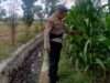 Langkah Polsek Labuapi Mengawal Ketahanan Pangan Nasional