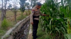 Langkah Polsek Labuapi Mengawal Ketahanan Pangan Nasional
