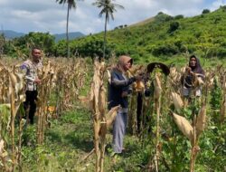 Kawal Ketahanan Pangan, Polisi Pantau Panen Jagung
