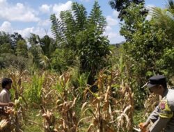 Dukung Swasembada Pangan, Polisi Pantau Panen Jagung