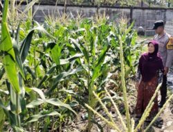 Ketahanan Pangan di Labuapi: Tidak Ada Lahan Tidur