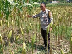 Bhabinkamtibmas Merembu Turun Langsung Pantau Budidaya Jagung