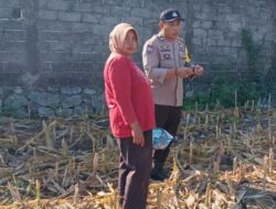 Kawal Ketahanan Pangan, Bhabinkamtibmas Labuapi Dorong Warga Manfaatkan Lahan Pascaproduksi