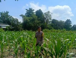 Polsek Labuapi Dorong Kemandirian Pangan di Perampuan