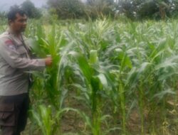 Sinergi Polri dan Petani Desa Bagik Polak: Berjuang Bersama Wujudkan Kemandirian Pangan Nasional
