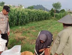 Bhabinkamtibmas Dampingi Petani Karang Bongkot di Sawah