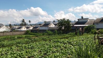 Pendampingan Babinsa Dorong Produktivitas Sawi Petani Lokal