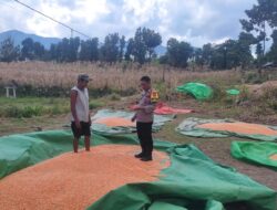 Bantu Aktivitas Petani di Desa Binaan, Upaya Bhabinkamtibmas Polsek Donggo Sukseskan Program Ketahanan Pangan Nasional