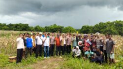 Kapolres Lombok Utara Hadiri Panen Raya Jagung Serentak, Dukung Swasembada Pangan Nasional