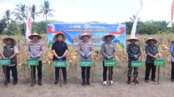 Polda NTB Gelar Panen Raya Jagung Serentak, Dukung Ketahanan Pangan Nasional