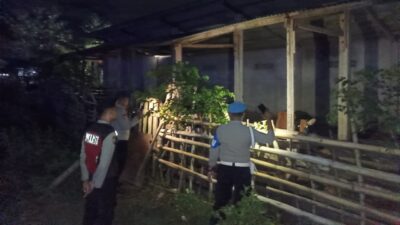 Polsek Sekotong Tekan Kasus Pencurian Ternak Sapi di Lombok