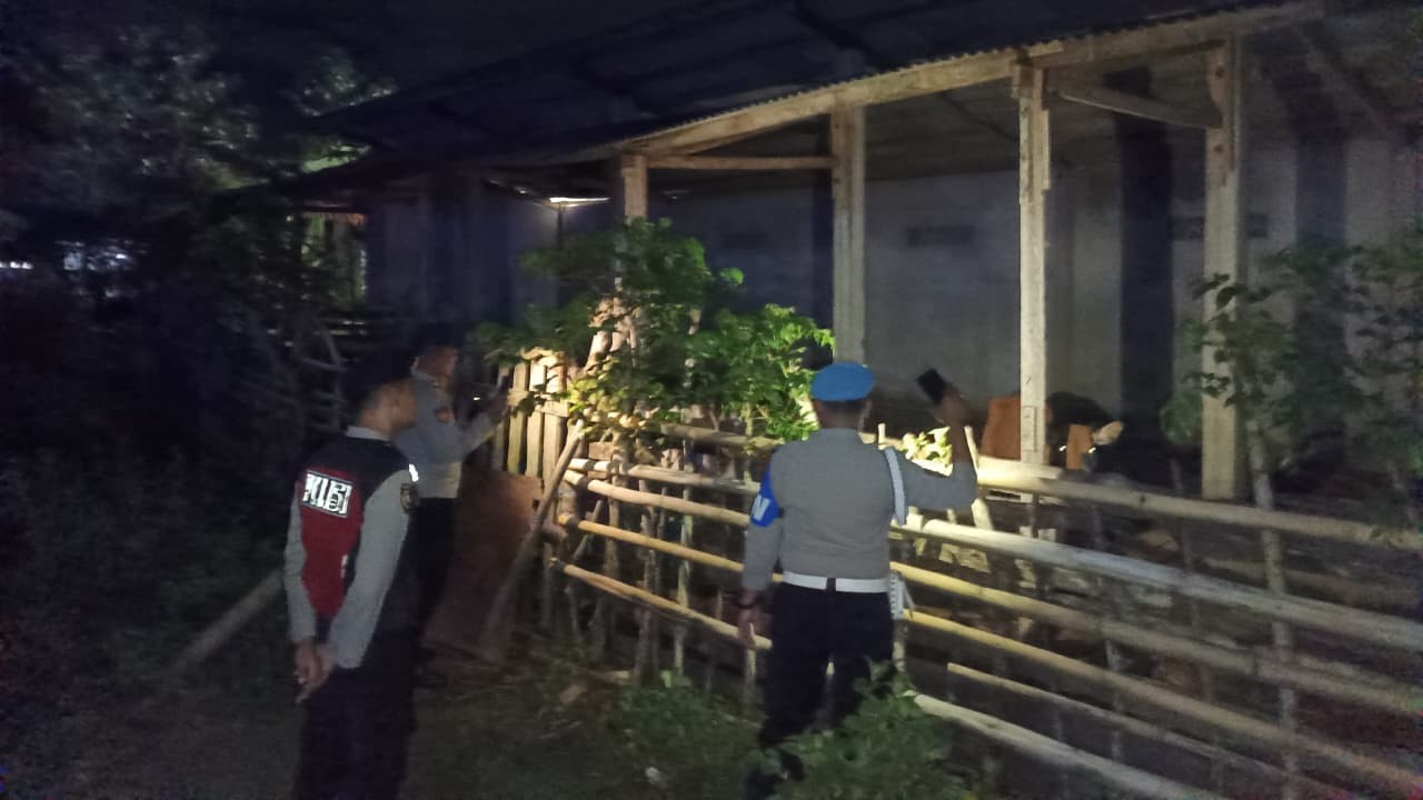 Polsek Sekotong Tekan Kasus Pencurian Ternak Sapi di Lombok