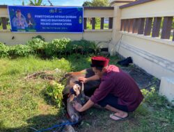 Polres Lombok Utara Gelar Sholat Idul Adha dan Potong Hewan Kurban, Perkuat Kepedulian Sosial