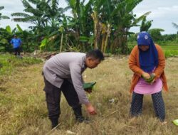 Aksi Bhabinkamtibmas Kawal Kedaulatan Pangan Nasional di NTB