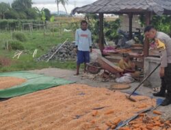 Ketahanan Pangan: Polsek Labuapi Dampingi Proses Pascapanen