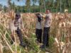 Polsek Sekotong Ajak Petani Jagung Alihkan Hasil Panen ke Bulog