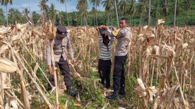Polsek Sekotong Kawal Panen Jagung di Batu Putih