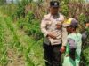 Strategi Humanis Bhabinkamtibmas Desa Labuapi Manfaatkan Pekarangan Rumah untuk Ketahanan Pangan Nasional