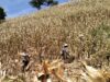 Sinergi Nyata di Lahan Kering: Polsek Sekotong Turun Tangan Kawal Panen Raya Jagung Milik Warga