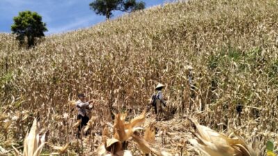 Polsek Sekotong Kawal Panen Raya Jagung di Buwun Mas
