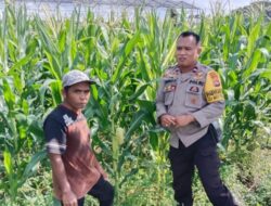 Sinergi Polri dan Petani Labuapi: Langkah Nyata Wujudkan Swasembada Pangan dari Akar Rumput
