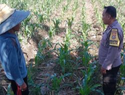 Bhabinkamtibmas Labuapi Kawal Ketahanan Pangan Desa