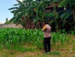 Dukung Ketahanan Pangan, Polsek Labuapi Gandeng Bulog Serap Jagung Warga