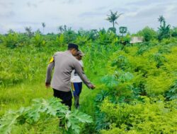 Polri Dampingi Petani Jagung di Bagik Polak Lombok Barat