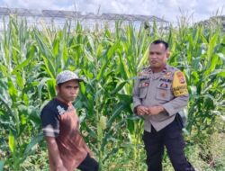Polsek Labuapi Dorong Ketahanan Pangan Lewat Budidaya Jagung
