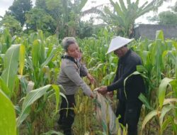 Polsek Batulayar Dorong Warga Sandik Budidaya Hortikultura di Lahan Kosong