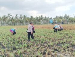 Dukung Ketahanan Pangan, Polsek Gerung Sambangi Petani Jagung