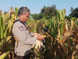 Bhabinkamtibmas Sandik Dorong Warga Tanam Jagung di Pekarangan