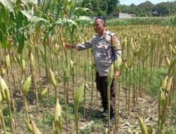 Polsek Labuapi Dampingi Petani Merembu Guna Swasembada Pangan