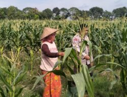 Sentuhan Humanis Polsek Labuapi di Sawah: Jaga Ketahanan Pangan Sekaligus Tangkal Hoaks