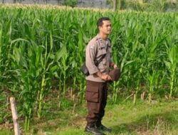 Bhabinkamtibmas Lombok Barat Gerakkan Warga Tanam Lahan Kosong