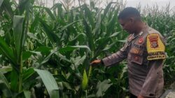 Polsek Labuapi Gerakkan Ketahanan Pangan di Kuranji Dalang