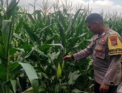 Polsek Labuapi Gerakkan Ketahanan Pangan di Kuranji Dalang