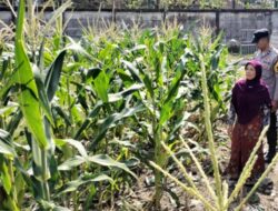 Dukung Ketahanan Pangan, Bhabinkamtibmas Labuapi Edukasi Tanam Kangkung
