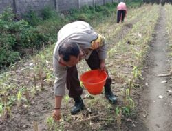 Polsek Labuapi Dorong Petani Lombok Barat Optimalkan Lahan Hortikultura