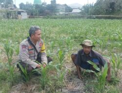Bhabinkamtibmas Sandik Dorong Produktivitas Lahan Jagung Lombok Barat