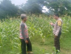 Bhabinkamtibmas Lombok Barat Dampingi Petani Jagung Bagik Polak