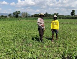 Ketahanan Pangan Nasional, Bhabinkamtibmas Polsek Bolo Intensifikan Pemantauan Pertumbuhan Jagung Warga Binaan