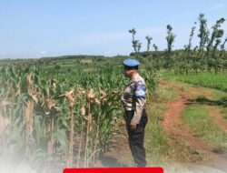 Polri Dukung Astacita, Polsek Merakurak Polres Tuban Turun Cek Tanaman Jagung Warga di Desa Sumberjo